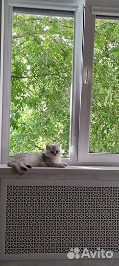 Продам кота