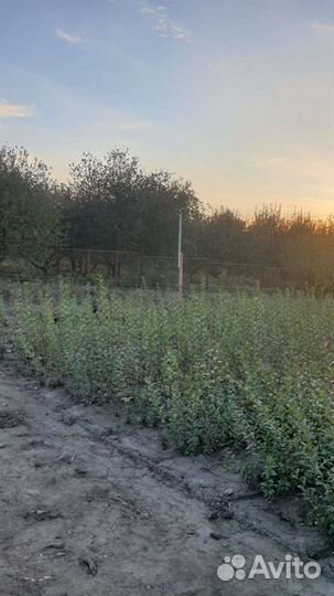 Бирючина. Живая изгородь