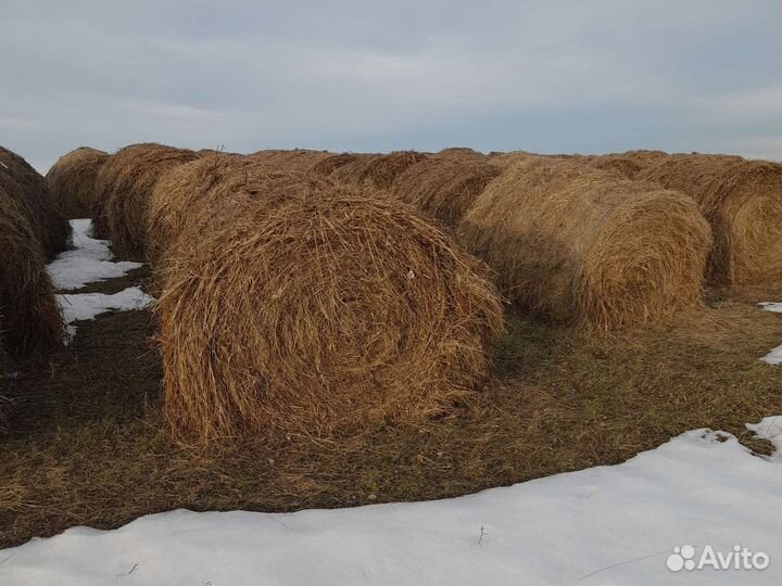 Сено в рулонах