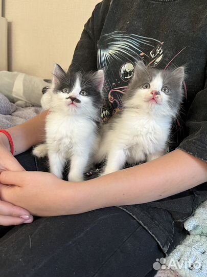 Возьмите замечательных котят