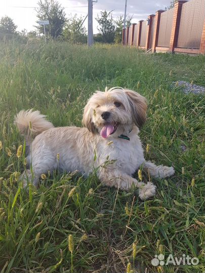 Маленький песик в добрые руки