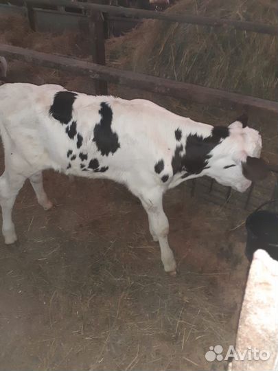 Телята бычки