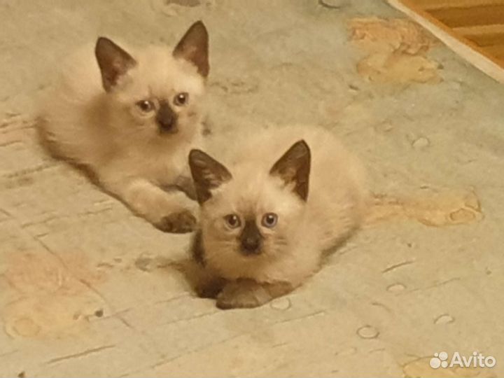 Котята в добрые руки