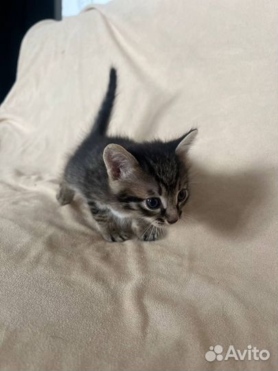 Отдам котят в добрые руки