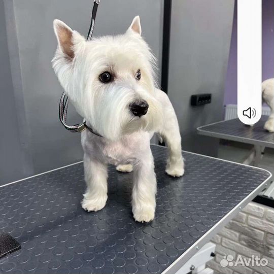 Стрижка собак и кошек (груминг)