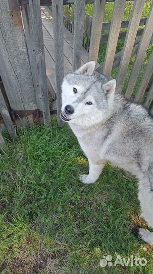 Хаски в добрые руки