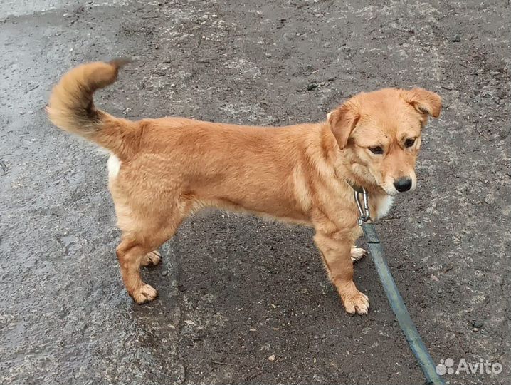 Собака в добрые руки отдам бесплатно коротколапик