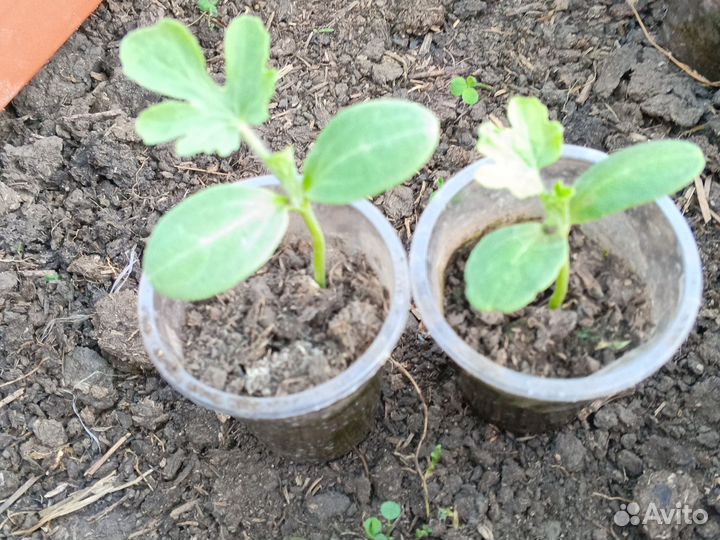 Рассада арбуза и дыни