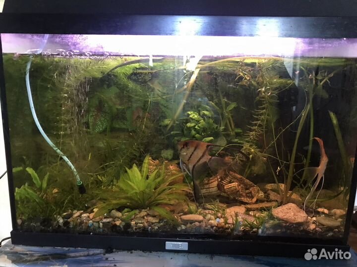 Аквариум juwel 70 литров и аквариум 30 литров