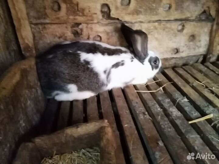 Кролики на племя