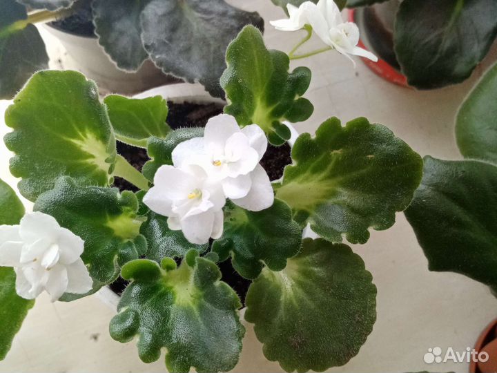 Цветущие фиалки