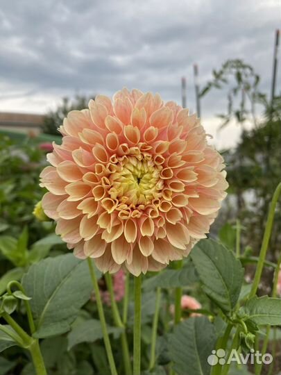 Итальянские сорта георгин