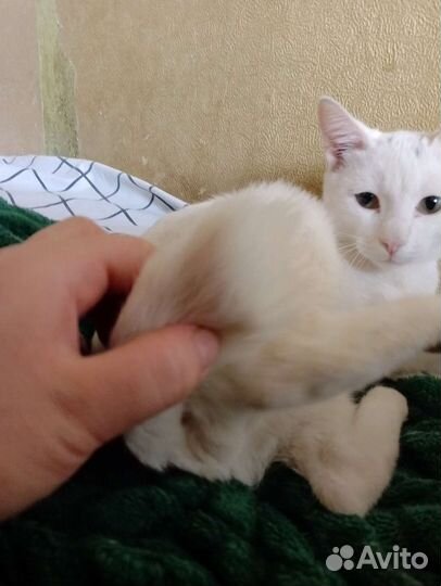 Отдам котенка в добрые руки