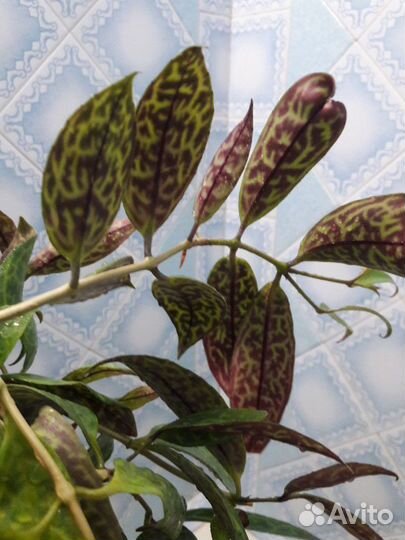 Эсхинантус - комнатные цветы