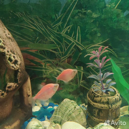 Аквариум с рыбками
