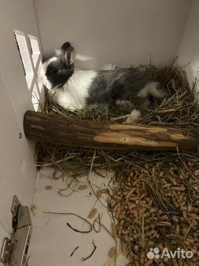 Декоративные карликовые кролики