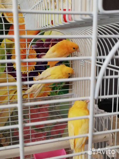 Канарейки