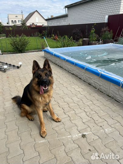 Немецкая овчарка