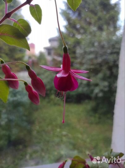 Комнатные цветы