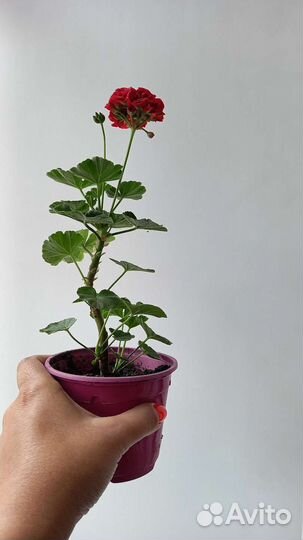 Пеларгония герань розебудная