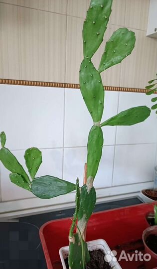 Кактус опунция