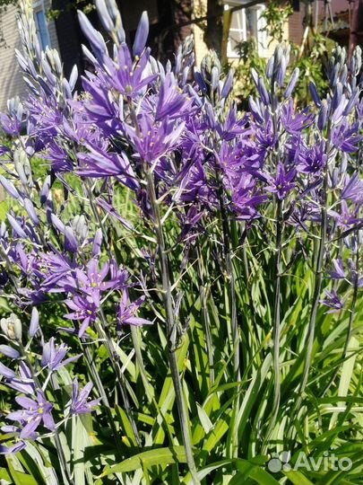 Рассада, картошка семена, цветы