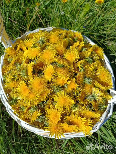 Варенье из одуванчиков