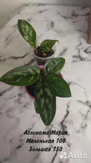 Комнатные цветы