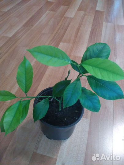 Лимон, олеандр