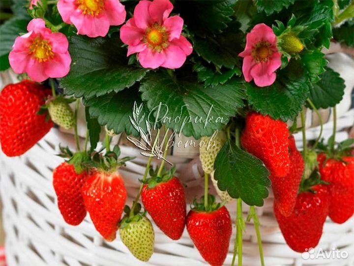 Рассада земляники ремонтантная
