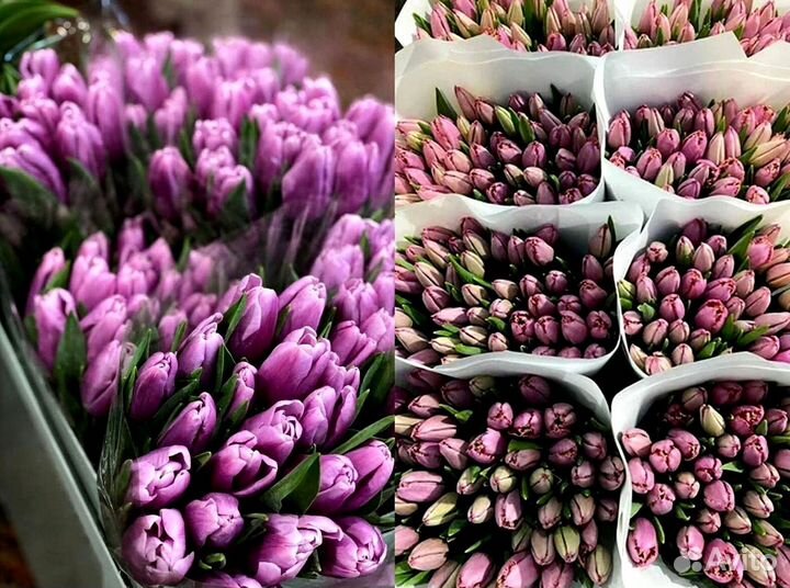 Тюльпаны мелкий, крупный опт от 500 шт