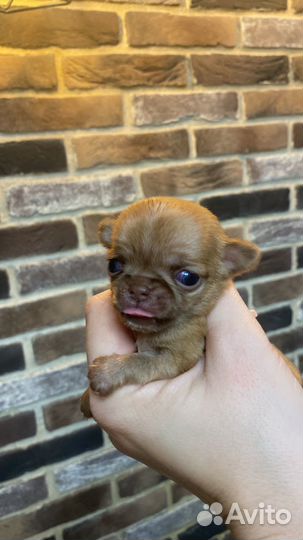 Супер мини чихуахуа