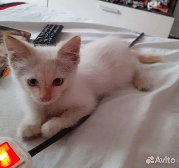 Отдам котика в добрые руки