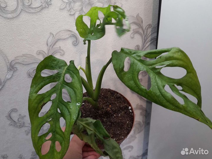 Монстера манки маск