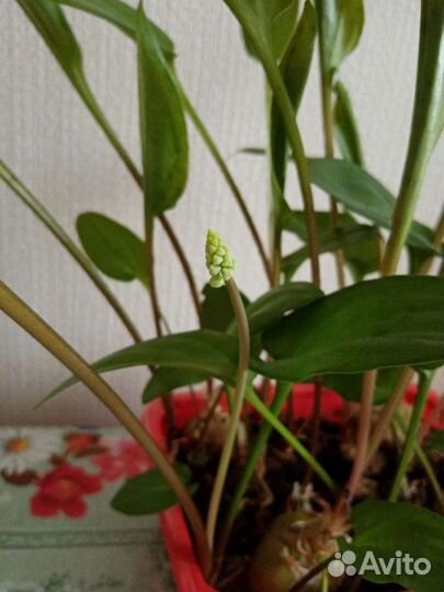 Дримиопсис