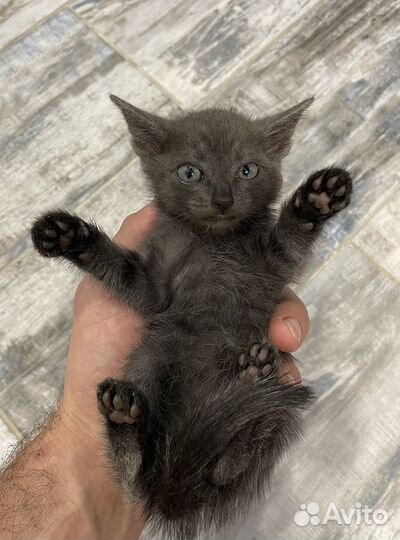 Кошка мать британка