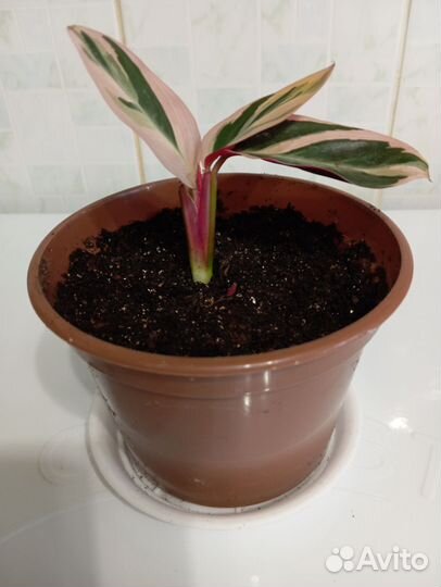 Строманта триколор