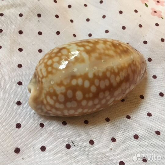 Морская ракушка