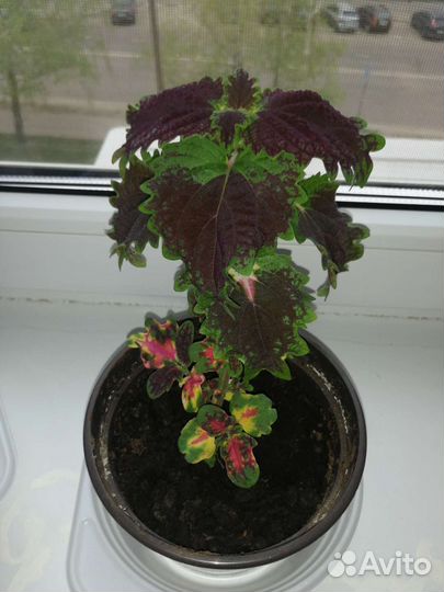 Цветная крапива