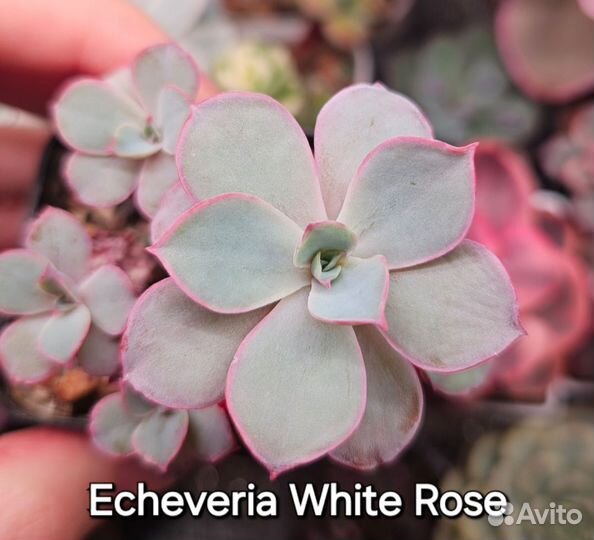 Суккуленты (5)