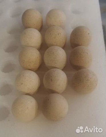 Инкубационное яйцо куропатки (кеклика)