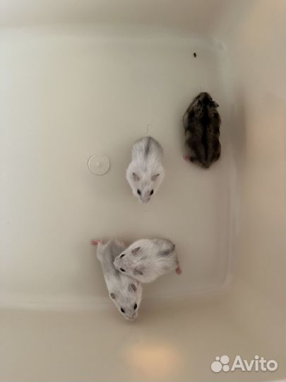 Джунгарский хомяк