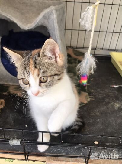 Котенок девочка в добрые руки