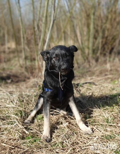 Девочка метис в добрые руки