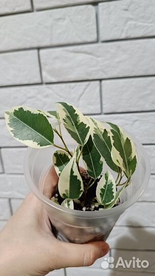 Фикус ДЕ гантель