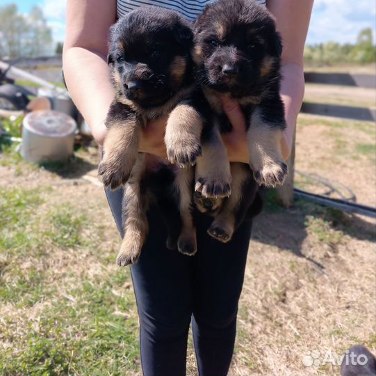 Щенки немецкой овчарки