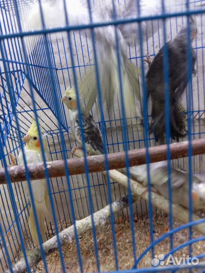 Попугай корелла птенец