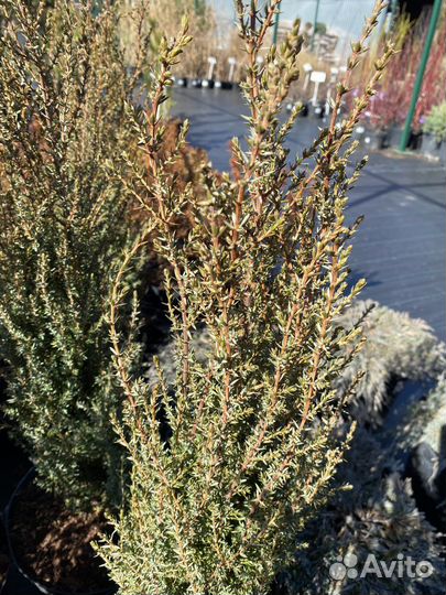 Можжевельник обыкновенный Компресса