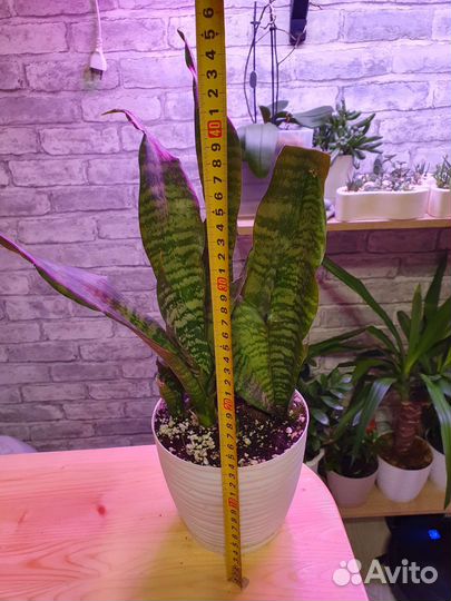 Сансевиерия зейланика