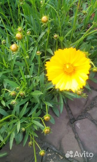 Цветы садовые многолетние